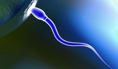 ارزیابی مورفولوژی اسپرم
